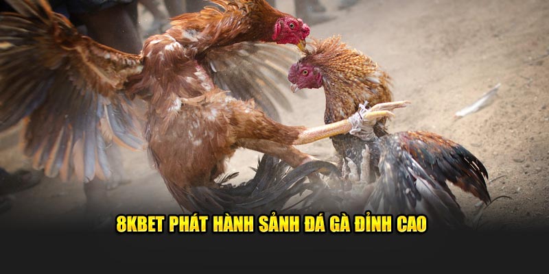 8KBET phát hành sảnh đá gà đỉnh cao