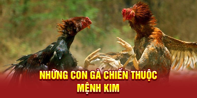 Những con gà chiến thuộc mệnh Kim